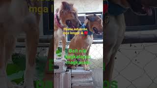 #dailyvlog #buhayprobinsya #singlemom #doglife #love #pet #dog #043026