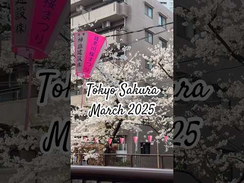 Tokyo Sakura |