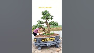 Vài triệu 1 cây lộc vừng. Quá Rẻ cả nhà cùng chơi #locvung #phongson