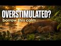 Overstimulated? Borrow This Calm | Capybara Nervous System Reset | ADHD Calm Nature Sounds