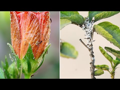 Video: Medus ant atogrąžų hibisko – kodėl visi mano hibisko lapai yra lipnūs