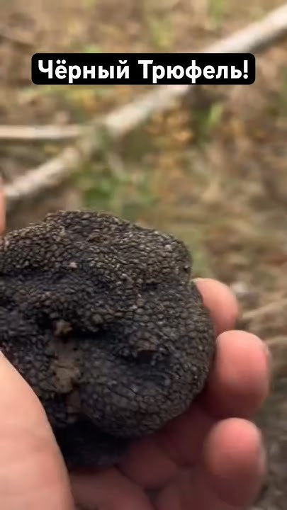 Чёрный Трюфель-Рекордсмен-1гриб на 50$-Big Black Truffle! #tuber #fungi ...