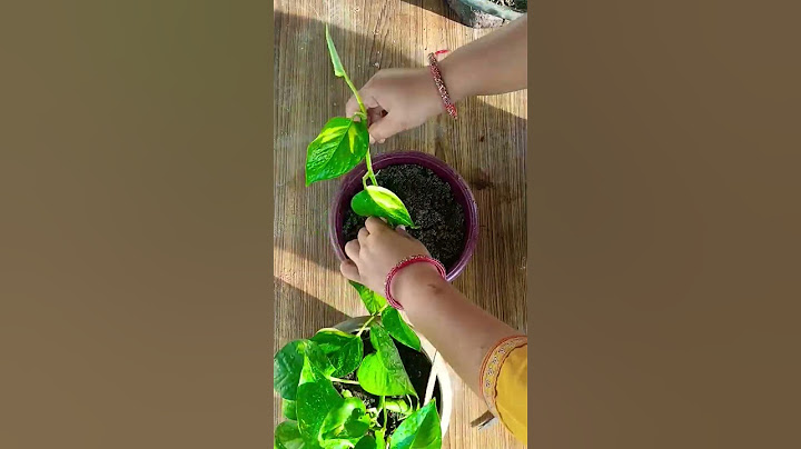 Unique way to Propagate Money plant from one pot to other pot in Just 7 Days #7days #propagation