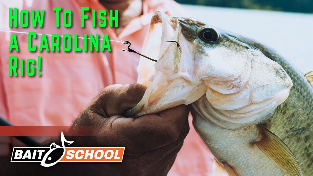 How To Fish a Carolina Rig – Bait School 