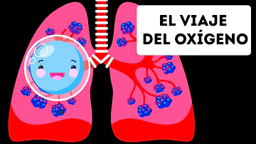 ¿A qué parte del cuerpo va la sangre con poco oxígeno?