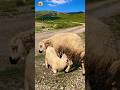 Sheep sound 🐑