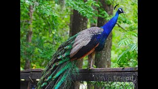Peacock Turns His Back On Me