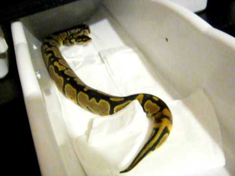 pied piper 読み方 Piebald & Het, Pastave and Lesser ball pythons