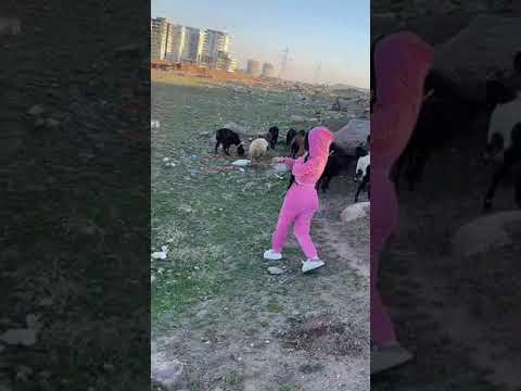 دلوعة بنت الحجي بحبك