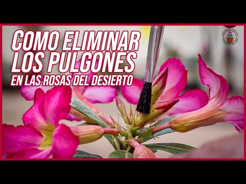 Pulgones en rosas