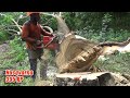 chainsaw operator skills cutting down jeungjing albasia trees