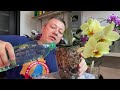 ОРХИДЕЯ после пересадки ВТОРОЙ полив орхидеи