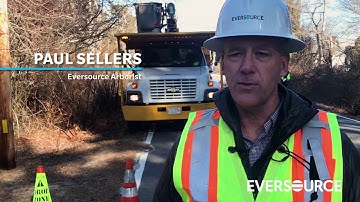 Trimming Trees Across Massachusetts