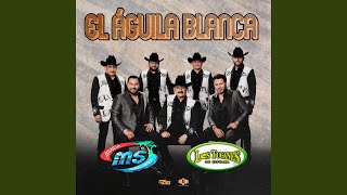 El Águila Blanca - Banda MS de Sergio Lizárraga & Los Tucanes De Tijuana