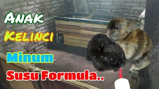 Menyusui Anakan Kelinci Dengan Susu Formula..
