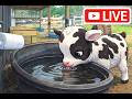 4K Baby Goat Water Trough Camera