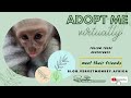 Three new orphan baby monkeys find foster moms and a home