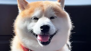 After a hard walk, the power of science made the Shibehappy. by 柴犬らんまる 58,459 views 11 days ago 8 minutes, 30 seconds