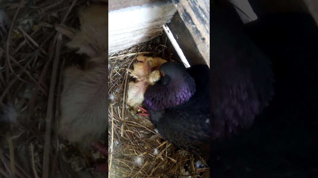 Ngasih anak burung dara 