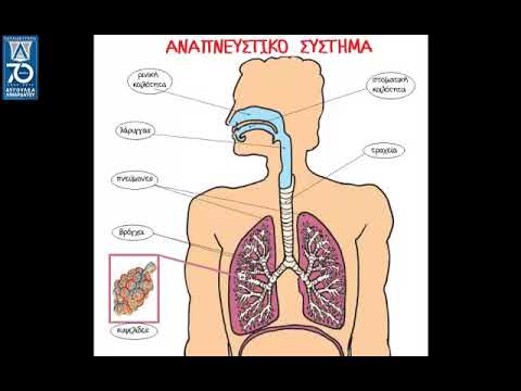 Βίντεο: Ήταν το αναπνευστικό σύστημα;