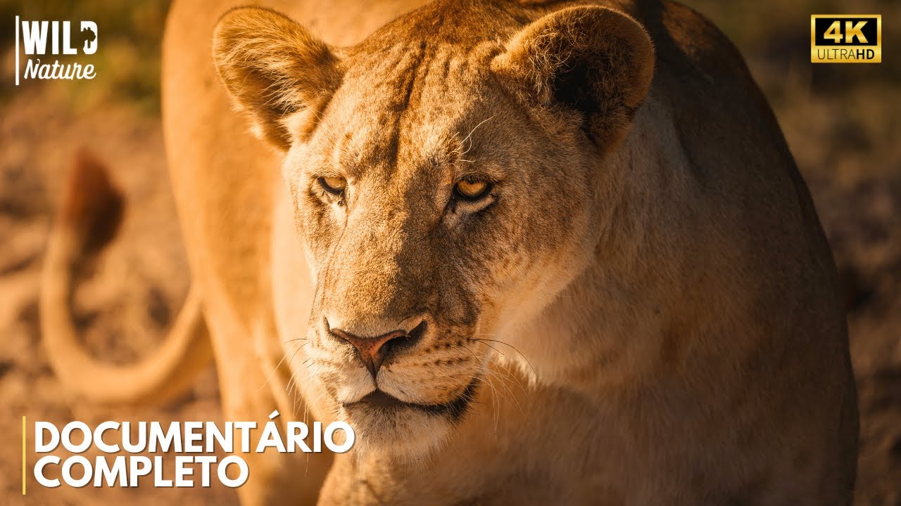 PREDADORES IMPLACÁVEIS - O Lado Sombrio da Savana Africana | Documentário Completo