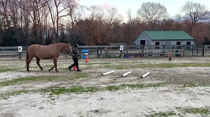 D. Adkins, Wild Things 4-H, Western In-Hand Trail,...