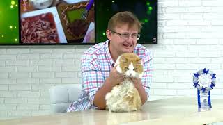 Советы ветеринара: онкология у кошек и собак