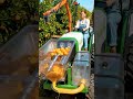 Frisch gepresst: Vom Baum zum Saft in Sekunden
