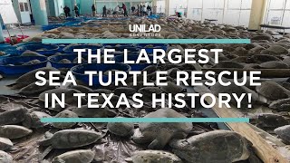 The Largest Sea Turtle Rescue In Texas History