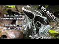 How To Breed Poison Dart Frogs: Dendrobates Tinctorius