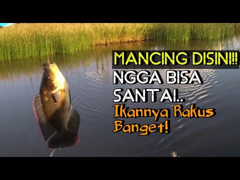 Mayday Mayday Mancing Nila Di Pulau Paropo Danau Toba Youtube