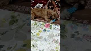 # cute dog# funny dog# Lhasa Apso# fun time#shortsvideo