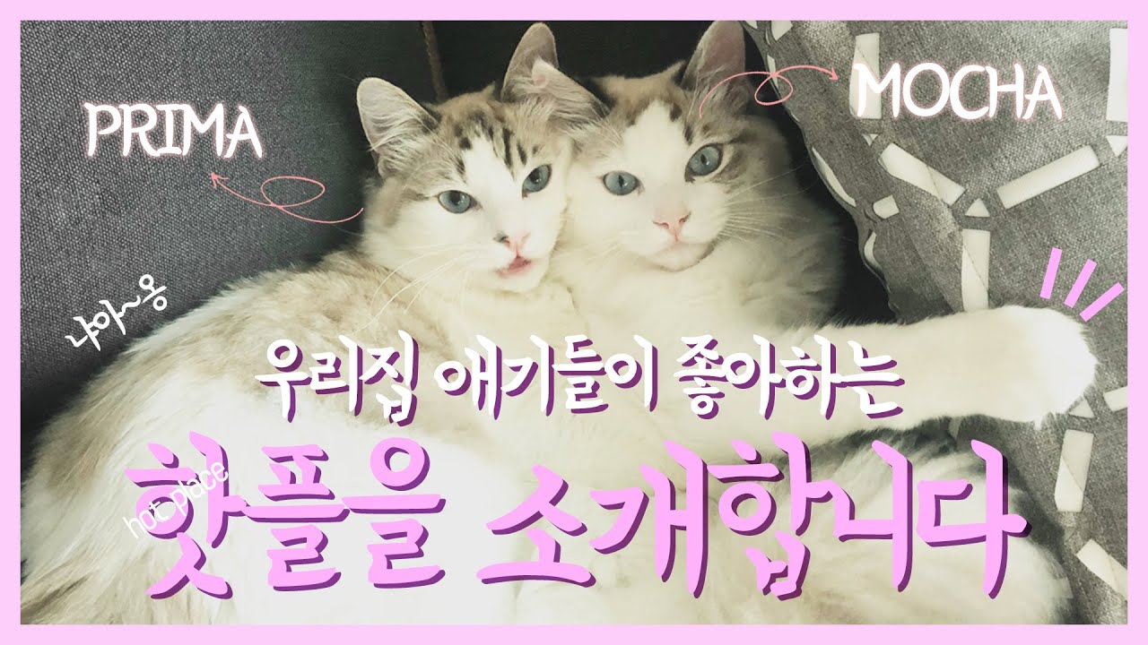 ❤️고양이같은 여자가 인기 많은 이유! L (Feat. 부부의세계)❤️ - Youtube