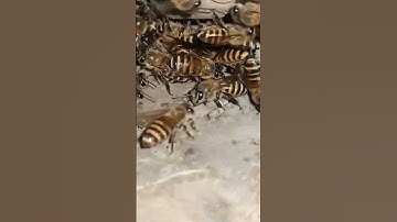 How to keep honey bees at home | Beekeeping ideas #shorts #short #shortvideo #trending #viral