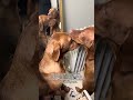 Professional ear cleaner! #vizsla #pointer #dogmom #puppy #doghumor
