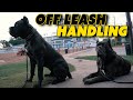 Off Leash PUPPY Beach Drills - Cane He Keep It Together?