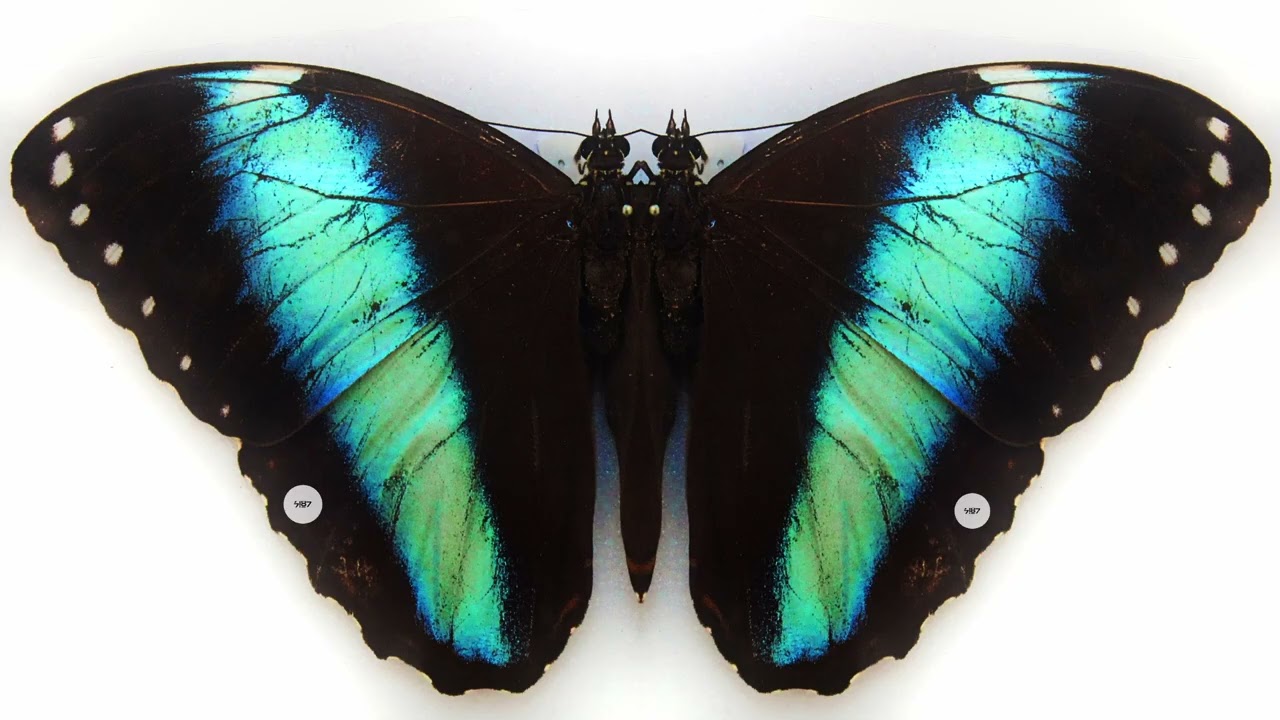 Morph (Electronic, Kanye West, Yeezus Type Beat)