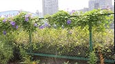 欅坂46 W Keyakizakaの詩 Mv ロケ地 Youtube 欅坂46 W Keyakizakaの詩 Mv ロケ地 Youtube