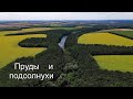 Пруды и подсолнухи