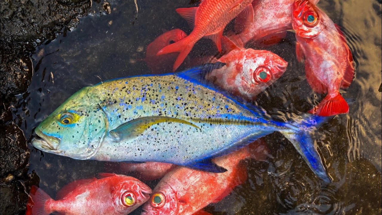 Whipping for Aweoweo and Menpachi + BONUS Omilu! | Solo Mission - YouTube