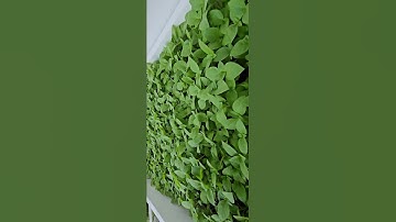 Thùng húng quế Topfarm sau 11 ngày gieo hạt