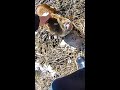 Emotional Support PIG recovered by Police