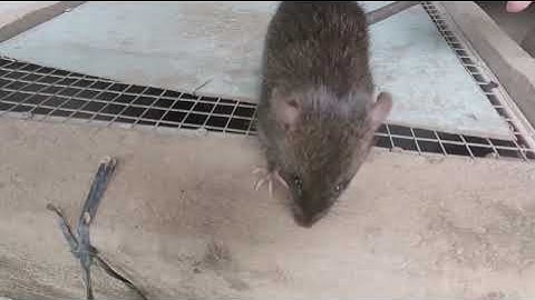 Nuôi chuột cống nhum thu nhập 20 triệu 1 tháng