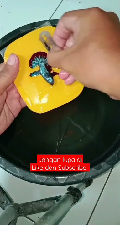 Cara merawat ekor ikan cupang agar terlihat cantik||Salon Cupang#cupang#shortvideo#bettafish