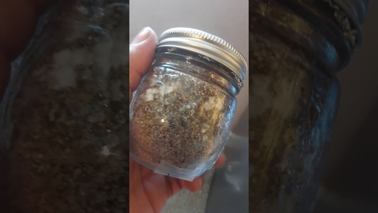 Stages of mycelium growth