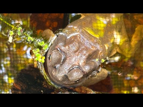 Outdoor Colorado River Toad Setup