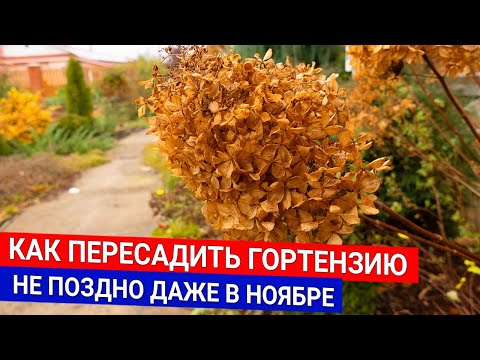 Как пересадить гортензию - не поздно даже в ноябре