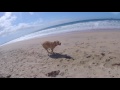 Quinn at Dog Beach