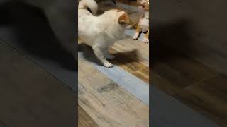 dogs playing