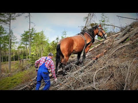 Video: Otrava Krmivom U Koní